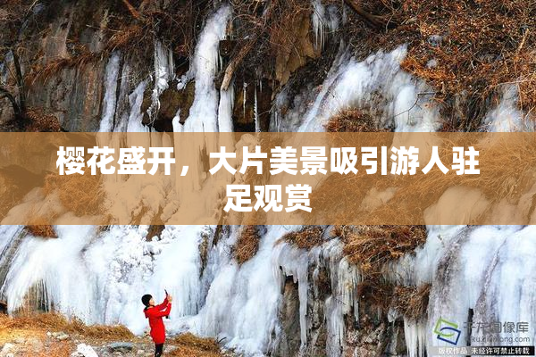 樱花盛开，大片美景吸引游人驻足观赏