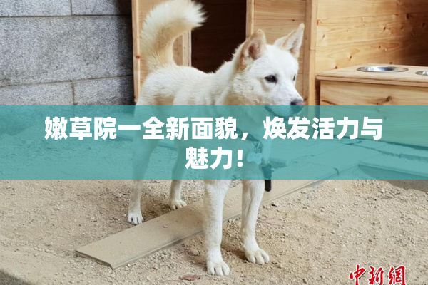 嫩草院一全新面貌，焕发活力与魅力！