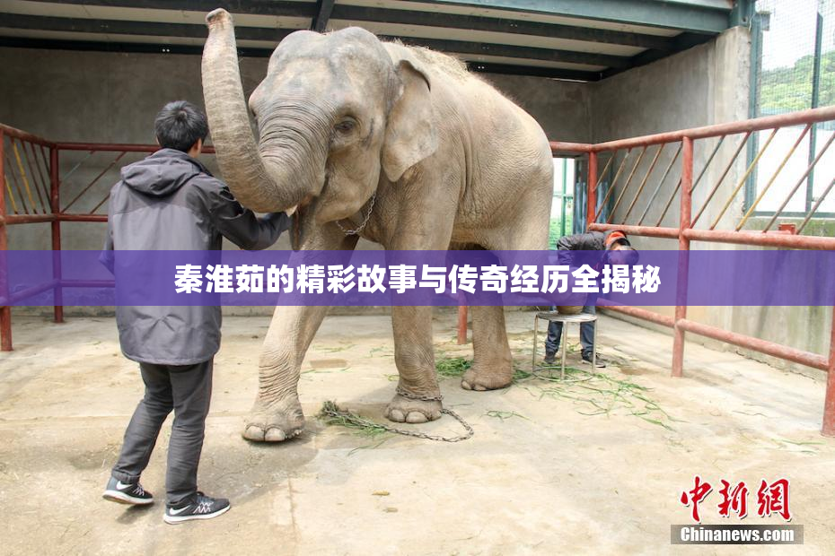 秦淮茹的精彩故事与传奇经历全揭秘