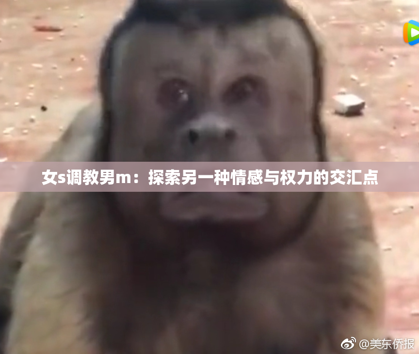 女s调教男m：探索另一种情感与权力的交汇点