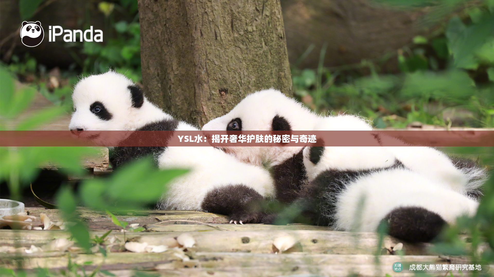 YSL水：揭开奢华护肤的秘密与奇迹