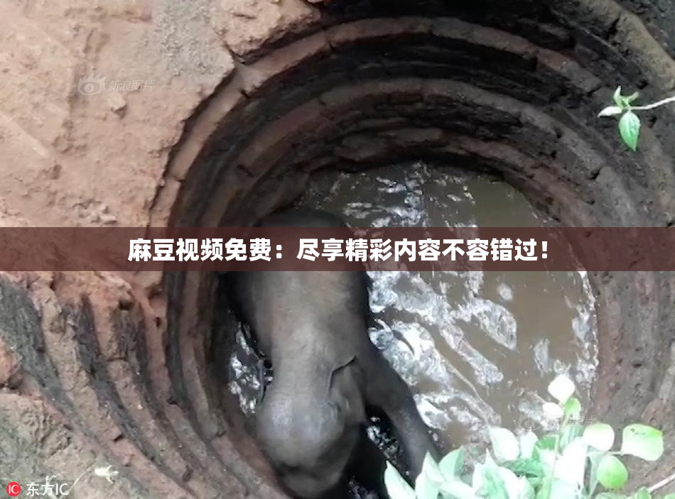 麻豆视频免费：尽享精彩内容不容错过！