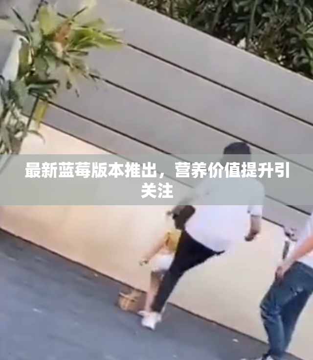 最新蓝莓版本推出，营养价值提升引关注