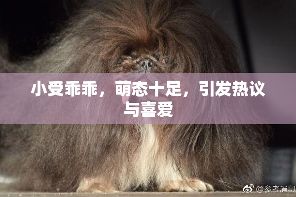 小受乖乖，萌态十足，引发热议与喜爱