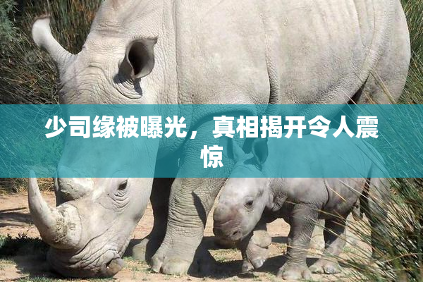 少司缘被曝光，真相揭开令人震惊