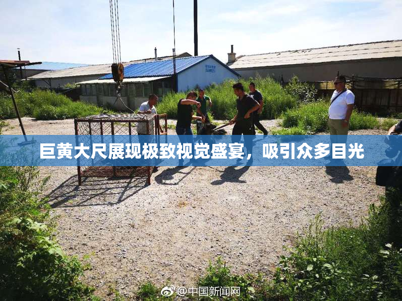 巨黄大尺展现极致视觉盛宴，吸引众多目光