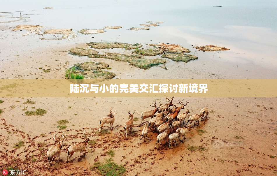 陆沉与小的完美交汇探讨新境界