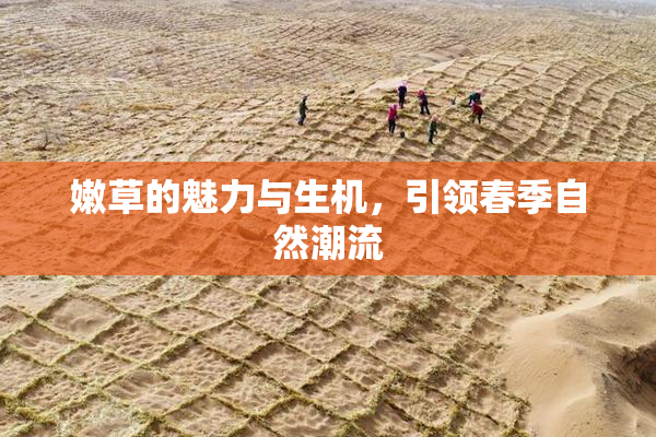 嫩草的魅力与生机，引领春季自然潮流