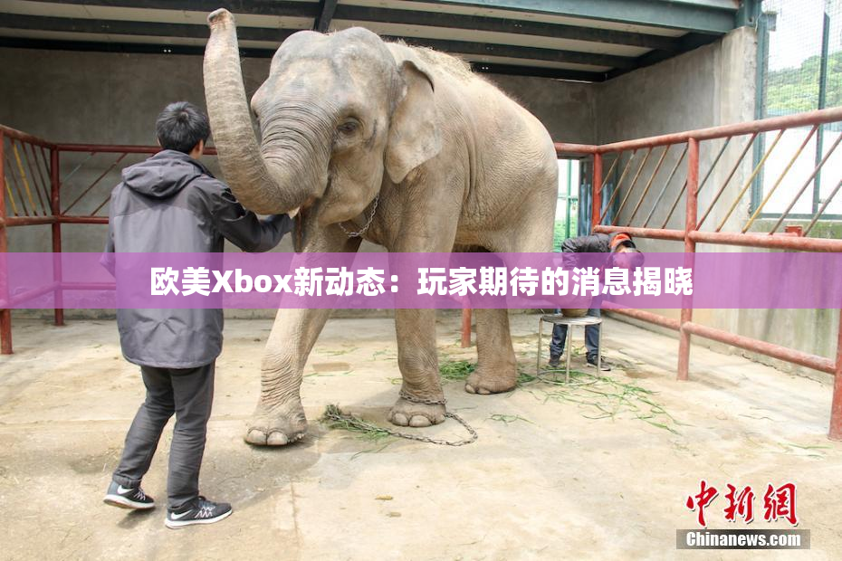 欧美Xbox新动态：玩家期待的消息揭晓