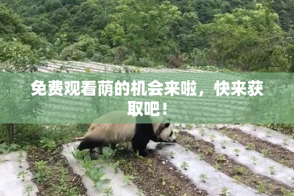 免费观看荫的机会来啦，快来获取吧！