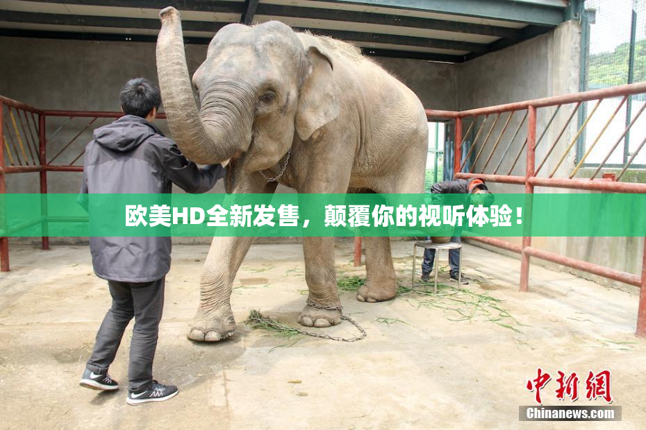 欧美HD全新发售，颠覆你的视听体验！