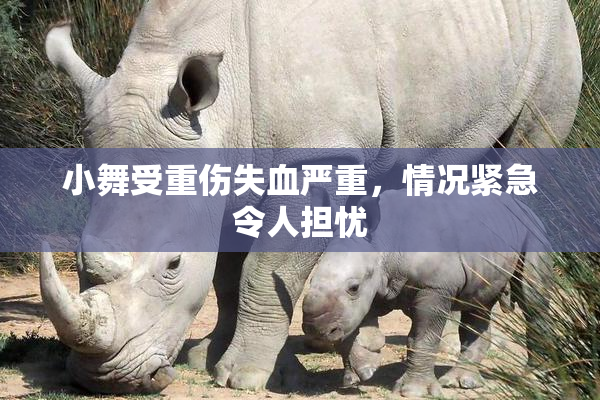 小舞受重伤失血严重，情况紧急令人担忧