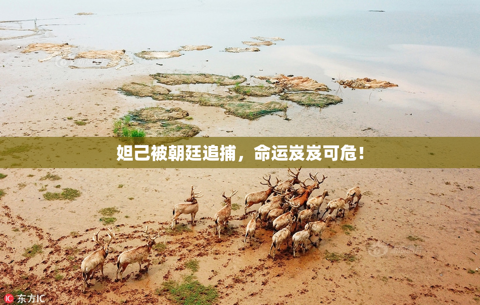 妲己被朝廷追捕，命运岌岌可危！