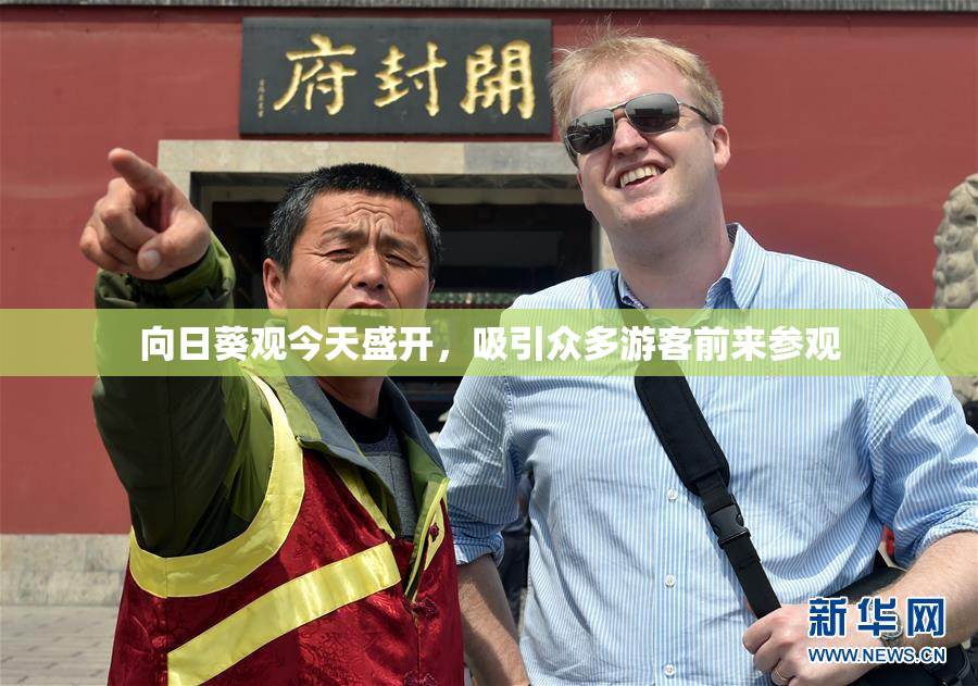向日葵观今天盛开，吸引众多游客前来参观