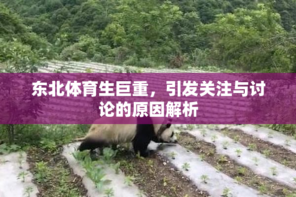 东北体育生巨重，引发关注与讨论的原因解析