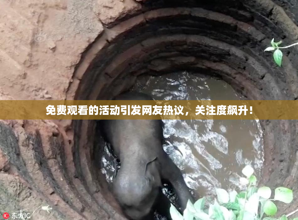 免费观看的活动引发网友热议，关注度飙升！