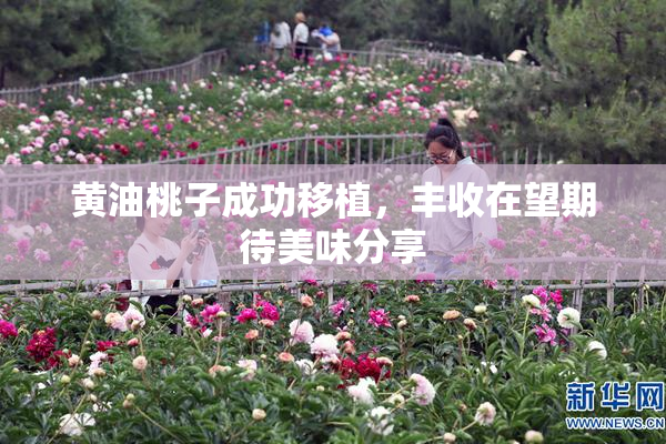 黄油桃子成功移植，丰收在望期待美味分享