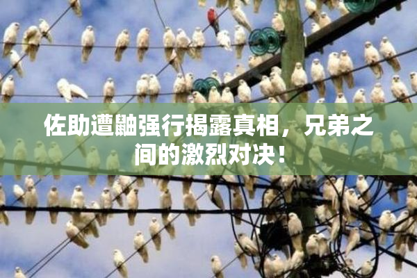 佐助遭鼬强行揭露真相，兄弟之间的激烈对决！