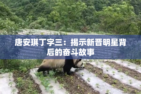 唐安琪丁字三：揭示新晋明星背后的奋斗故事