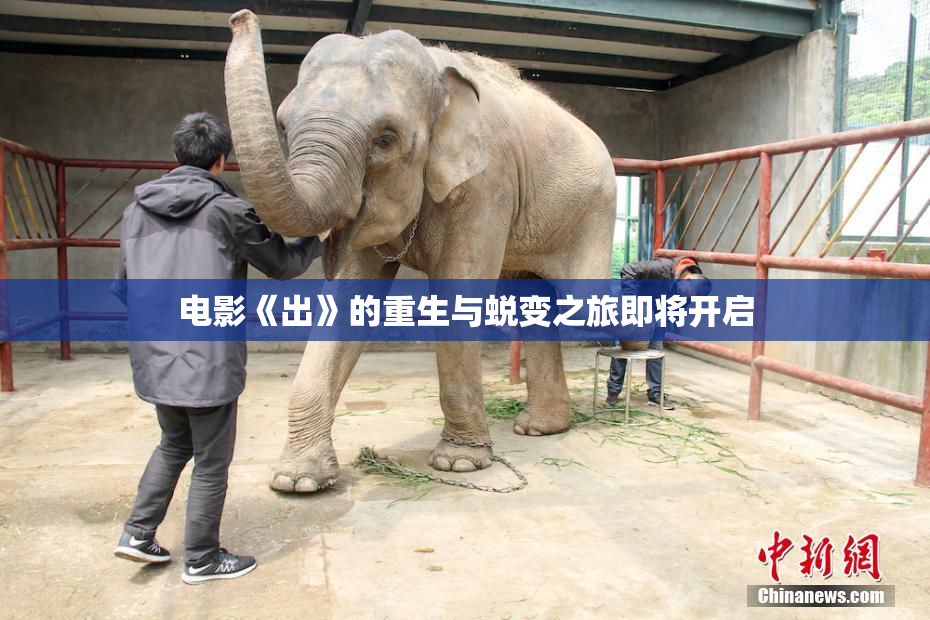 电影《出》的重生与蜕变之旅即将开启