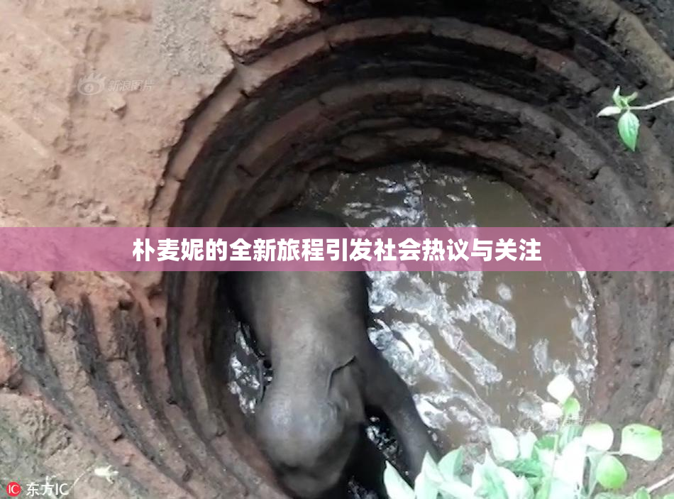 朴麦妮的全新旅程引发社会热议与关注