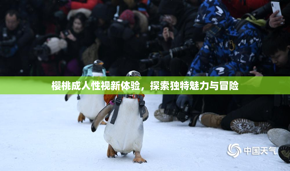 樱桃成人性视新体验，探索独特魅力与冒险