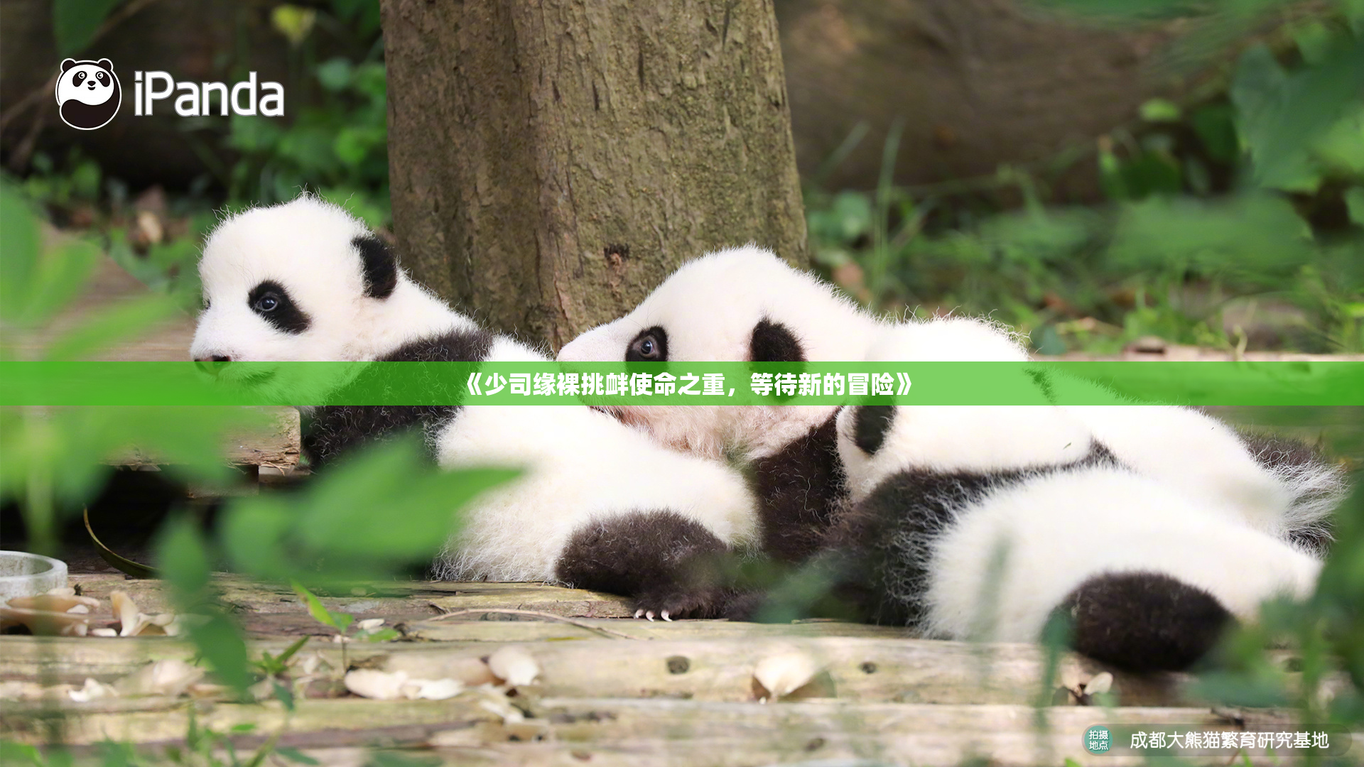 《少司缘裸挑衅使命之重，等待新的冒险》