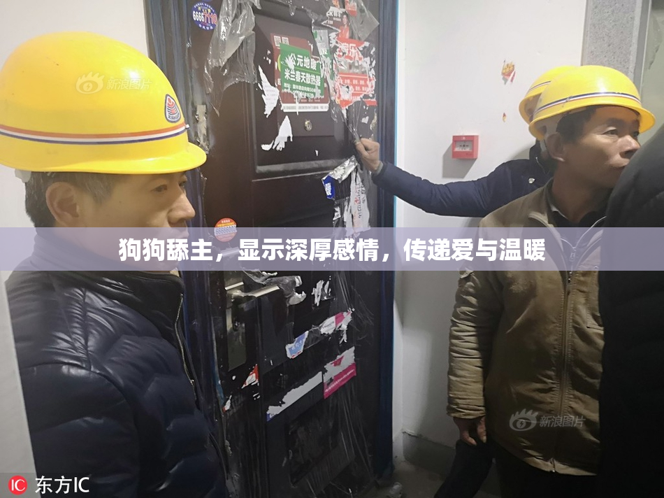 狗狗舔主，显示深厚感情，传递爱与温暖