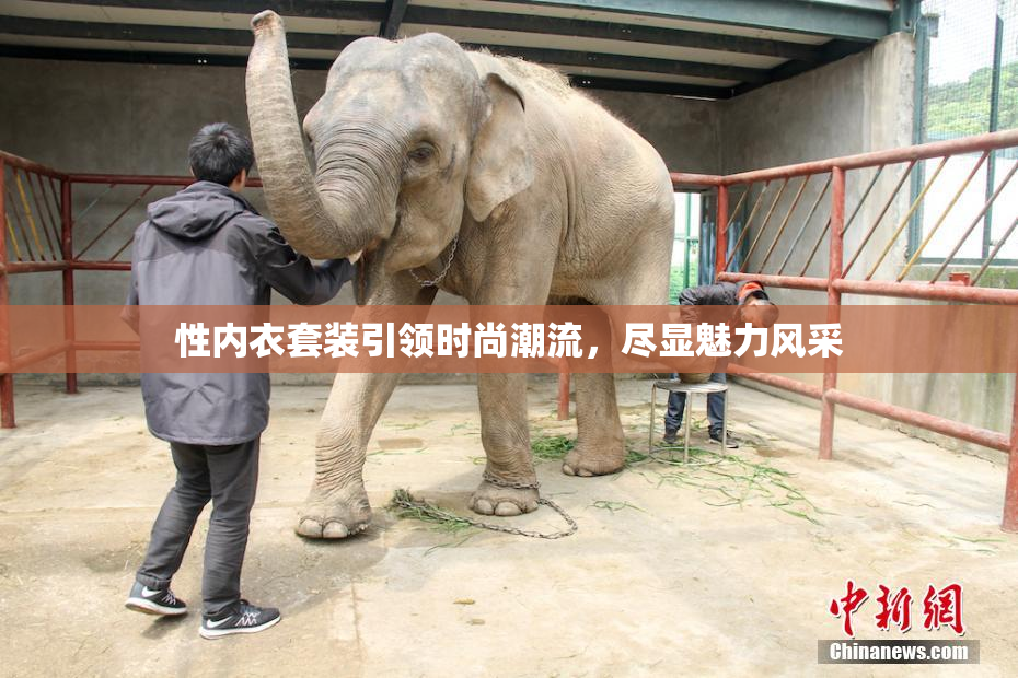 性内衣套装引领时尚潮流，尽显魅力风采