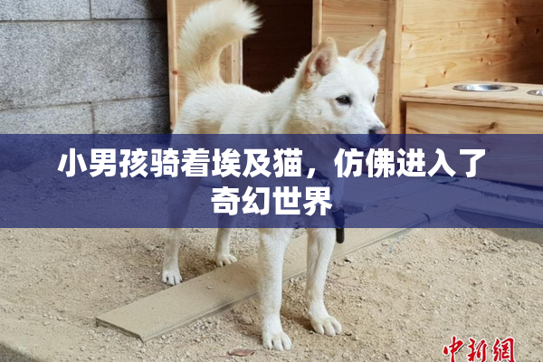 小男孩骑着埃及猫，仿佛进入了奇幻世界