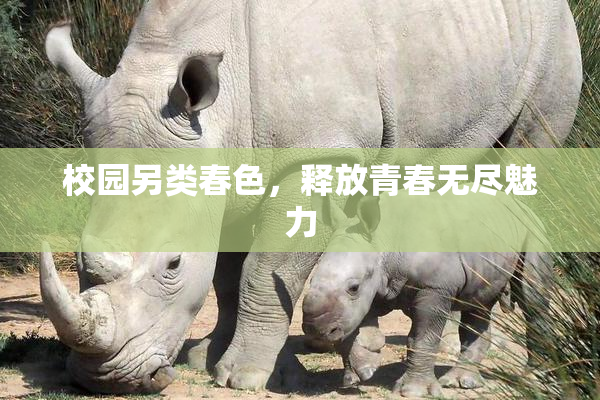 校园另类春色，释放青春无尽魅力