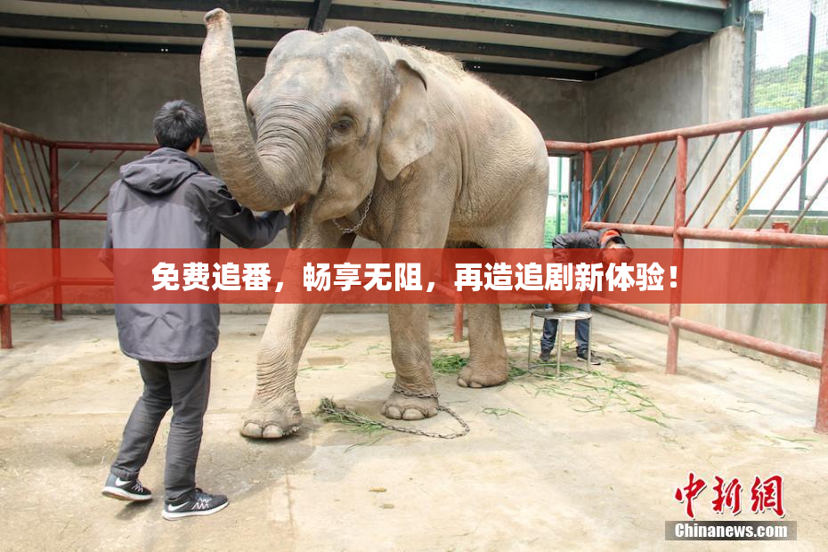 免费追番，畅享无阻，再造追剧新体验！