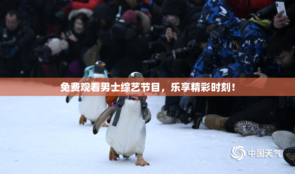 免费观看男士综艺节目，乐享精彩时刻！