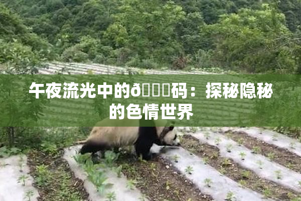 午夜流光中的🈚码：探秘隐秘的色情世界