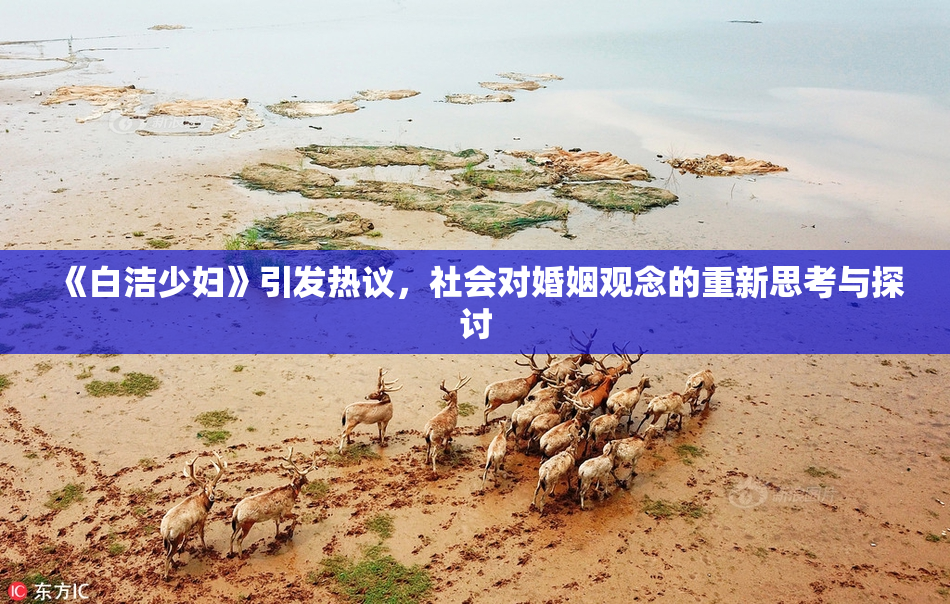 《白洁少妇》引发热议，社会对婚姻观念的重新思考与探讨