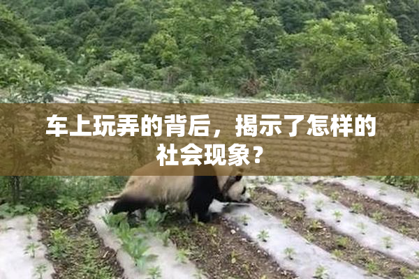 车上玩弄的背后，揭示了怎样的社会现象？