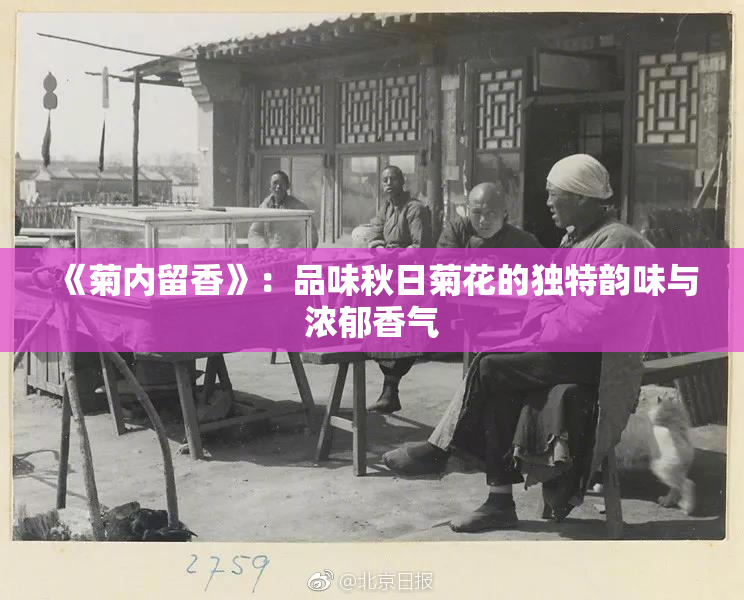 《菊内留香》：品味秋日菊花的独特韵味与浓郁香气