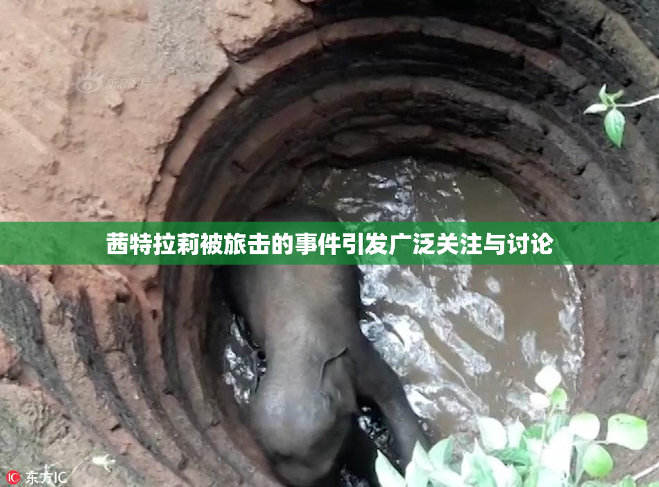 茜特拉莉被旅击的事件引发广泛关注与讨论