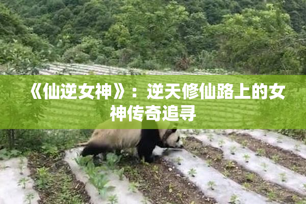 《仙逆女神》：逆天修仙路上的女神传奇追寻