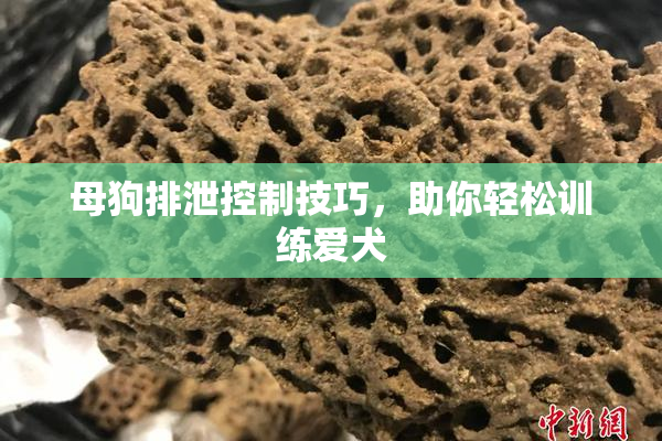 母狗排泄控制技巧，助你轻松训练爱犬