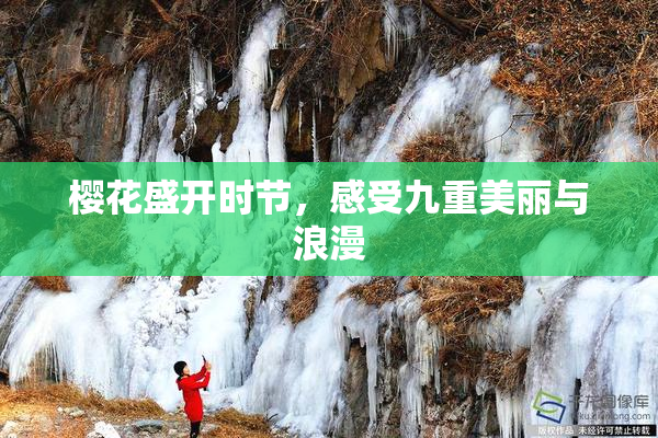 樱花盛开时节，感受九重美丽与浪漫