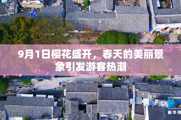 9月1日樱花盛开，春天的美丽景象引发游客热潮