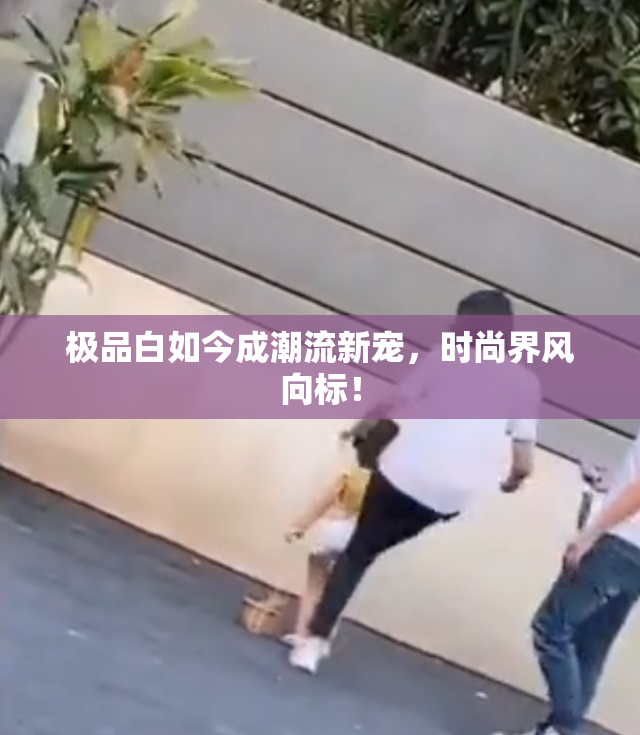 极品白如今成潮流新宠，时尚界风向标！