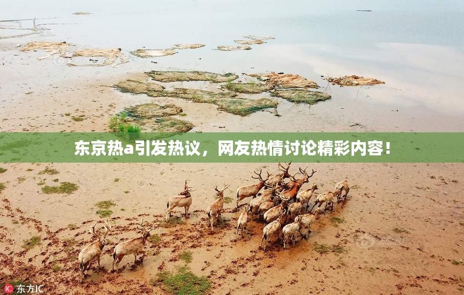 东京热a引发热议，网友热情讨论精彩内容！