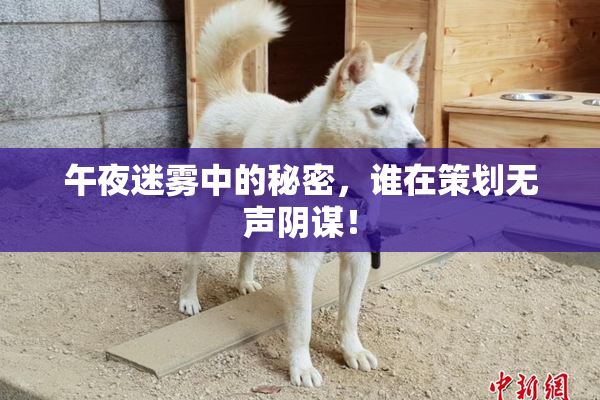 午夜迷雾中的秘密，谁在策划无声阴谋！
