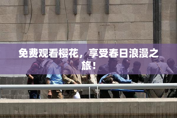 免费观看樱花，享受春日浪漫之旅！
