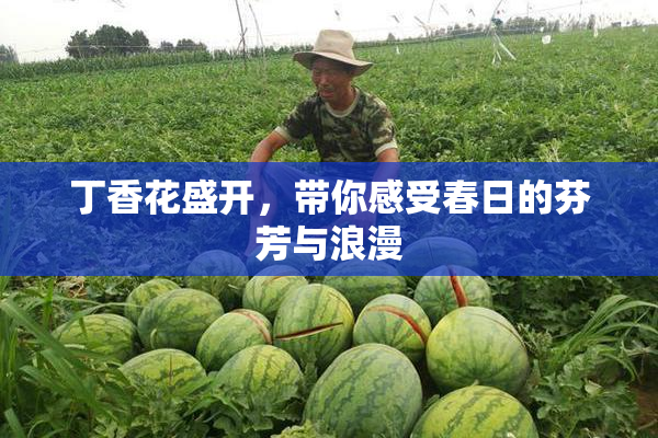 丁香花盛开，带你感受春日的芬芳与浪漫