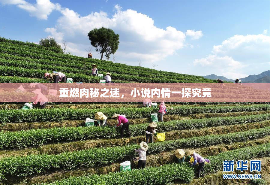 重燃肉秘之迷，小说内情一探究竟