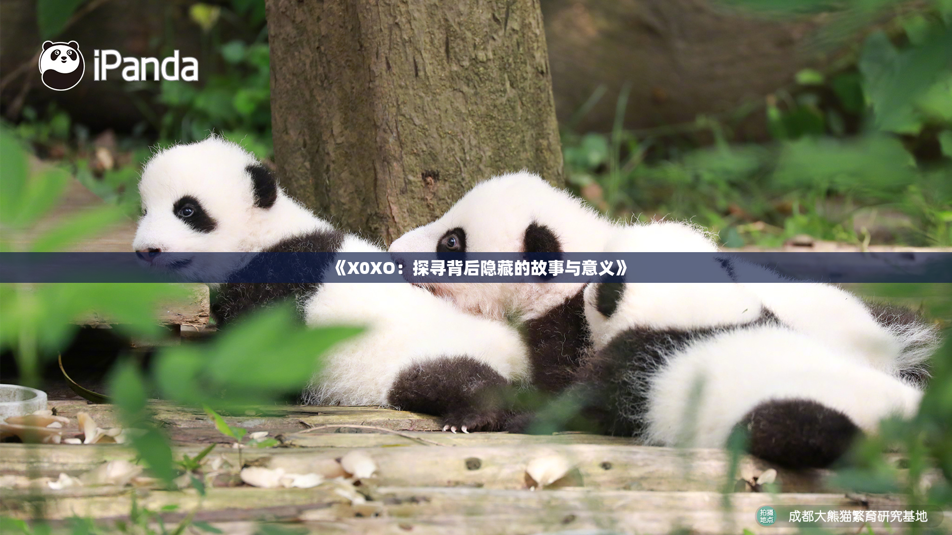 《X0XO：探寻背后隐藏的故事与意义》