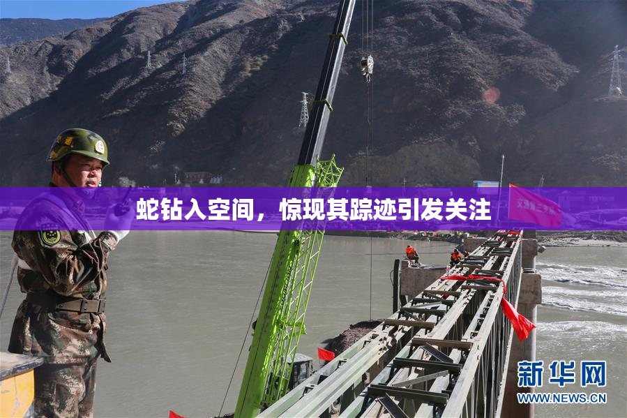 蛇钻入空间，惊现其踪迹引发关注